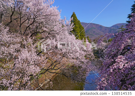 Cherry blossoms at Ueda castle ruins park Cherry blossoms at Ueda castle ruins park 138514535