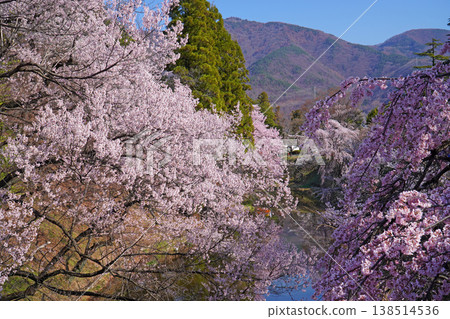 Cherry blossoms at Ueda castle ruins park Cherry blossoms at Ueda castle ruins park 138514536