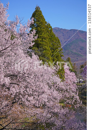 Cherry blossoms at Ueda castle ruins park Cherry blossoms at Ueda castle ruins park 138514537