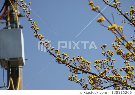 A close-up view of a cornelian cherry tree branch with yellow petals against a blue sky. A close-up view of a cornelian cherry tree branch with yellow petals against a blue sky. 138515206