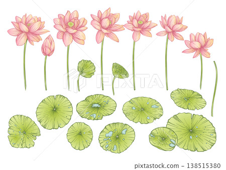 Lotus flower botanical set. 138515380