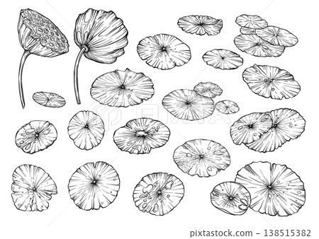 Lotus flower botanical set. Lotus flower botanical set. 138515382