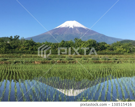 初夏湛藍的天空下，白雪皚皚的富士山巍峨聳立，倒映在稻田裡新栽種的稻苗之間的水中。 138515416