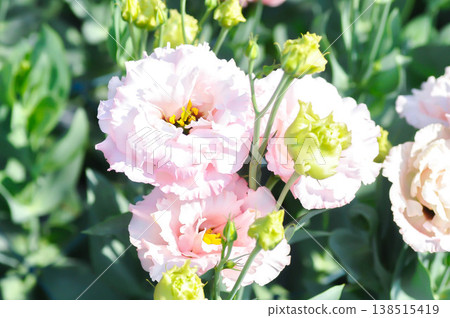 Eustoma grandiflorum Raf Shinners or Eustoma russellianum Hook G Don or GENTIANACEAE or lisianthus or Prairie Gentian or pink flower Eustoma grandiflorum Raf Shinners or Eustoma russellianum Hook G Don or GENTIANACEAE or lisianthus or Prairie Gentian or pink flower 138515419