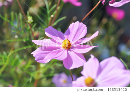 cosmos flower or Mexican aster flower or Cosmos sulphureus Cav or Compositae or Cosmos 138515420