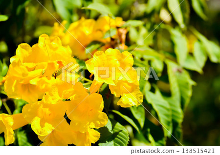 Trumpet vine, Yellow bell or Yellow elder or yellow flower Trumpet vine, Yellow bell or Yellow elder or yellow flower 138515421
