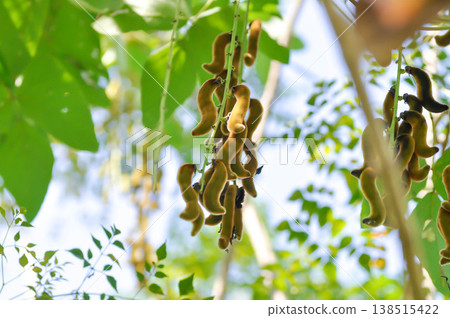 Itchy bean, Fabaceae or Mucuna pruriens or Velvet bean or Leguminosae or Cowitch or Cowhage plant Itchy bean, Fabaceae or Mucuna pruriens or Velvet bean or Leguminosae or Cowitch or Cowhage plant 138515422