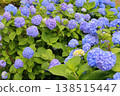 Blue hydrangea 138515447