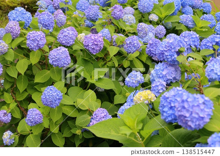 藍色繡球花 藍色繡球花 138515447
