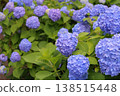 Blue hydrangea 138515448