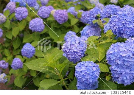 藍色繡球花 藍色繡球花 138515448