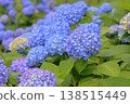 Blue hydrangea 138515449