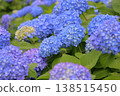 Blue hydrangea 138515450