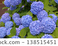 Blue hydrangea 138515451