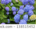 Hydrangeas blooming in the clear in the rainy season 138515452