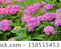 Vivid pink hydrangea 138515453