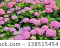 Bright pink hydrangea 138515454