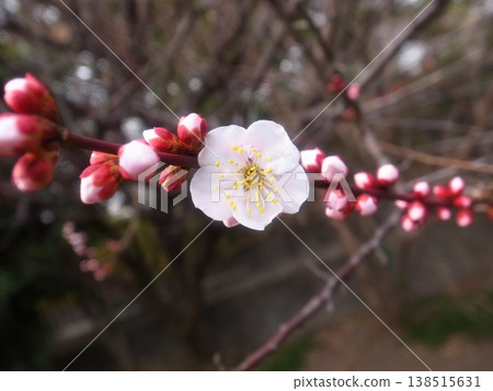 梅花 梅花 138515631