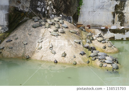 馬來西亞檳城島極樂寺的海龜 馬來西亞檳城島極樂寺的海龜 138515703