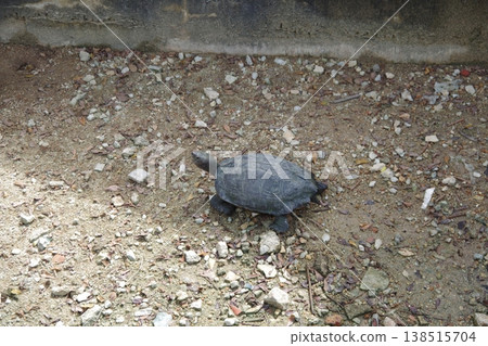 馬來西亞檳城島極樂寺的海龜 馬來西亞檳城島極樂寺的海龜 138515704