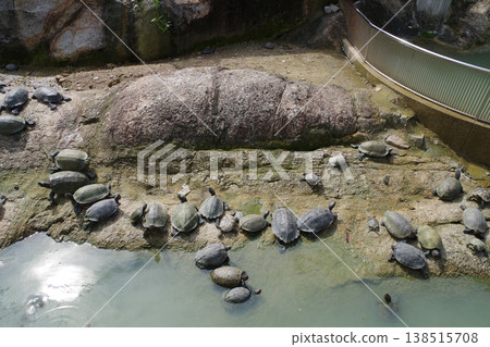 馬來西亞檳城島極樂寺的海龜 138515708