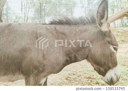 Brown Donkey in Profile View Standing in Natural Rural Environment Brown Donkey in Profile View Standing in Natural Rural Environment 138515745