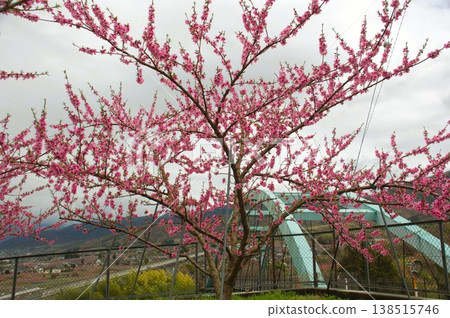 Peach blossoms and bridge Peach blossoms and bridge 138515746