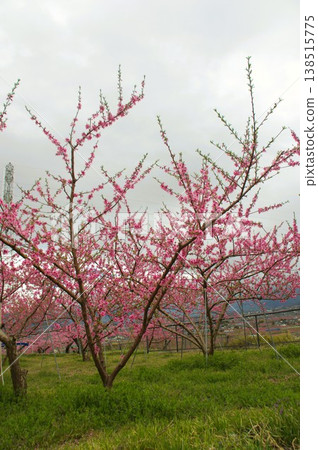 花桃 花桃 138515775