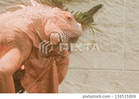 Close-Up of Iguana in Natural Habitat with Soft Light 138515809