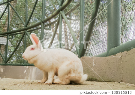 Cute White Rabbit Sitting Calmly in Outdoor Natural Enclosure 138515813