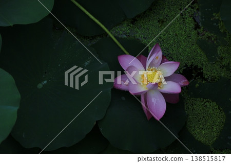 Lotus flowers floating on the water Lotus flowers floating on the water 138515817
