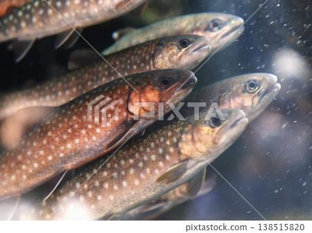 Flock of Iwana Flock of Iwana 138515820