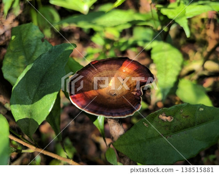 Close-up of a wild mushroom growing among green leaves on the forest floor in Matheran, highlighting natural textures and biodiversity of the hill station. Close-up of a wild mushroom growing among green leaves on the forest floor in Matheran, highlighting natural textures and biodiversity of the hill station. 138515881