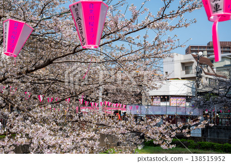 目黑川櫻花節的粉紅色燈籠和櫻花特寫:東京春季旅遊活動的細節。 目黑川櫻花節的粉紅色燈籠和櫻花特寫:東京春季旅遊活動的細節。 138515952
