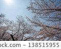 東京某公園櫻花盛開，熙熙攘攘的人群正在欣賞櫻花。這是日本旅遊旺季的熱鬧景象。 138515955