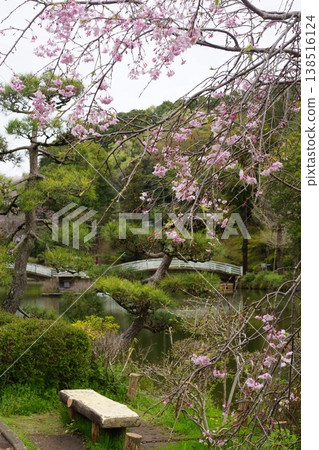Cherry blossom scenery at Yakushiike Park in Machida City, Tokyo Cherry blossom scenery at Yakushiike Park in Machida City, Tokyo 138516124