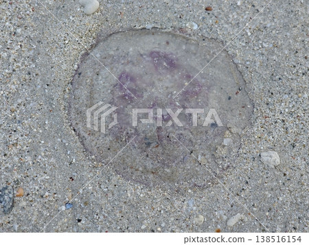 Close-up of a clear, translucent jellyfish washed ashore and struggling on the textured white sand of an Andaman Island beach. 138516154