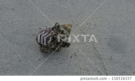 Macro shot of a small hermit crab partially emerged from its ornate, spiraled seashell resting on the fine white sand of an Andaman beach. 138516157