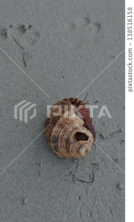 Top-down close-up of a hermit crab tucked inside its spiral shell resting on wet, textured white sand on an Andaman Island beach, with tiny footprints nearby. 138516158