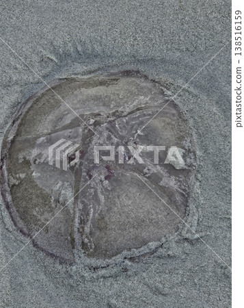 Close-up of a translucent jellyfish washed ashore on an Andaman beach, showing its gelatinous bell with a distinct internal cross pattern against the wet sand. 138516159