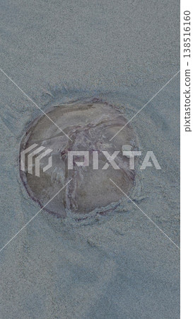 Vertical shot of a clear, stranded jellyfish washed ashore on wet coastal sand in the Andaman Islands, highlighting its fragile transparent body and internal structure. 138516160