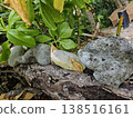 Close-up of weathered grey coral stones resting on tree roots alongside vibrant green foliage in a lush tropical Andaman Island garden setting. 138516161