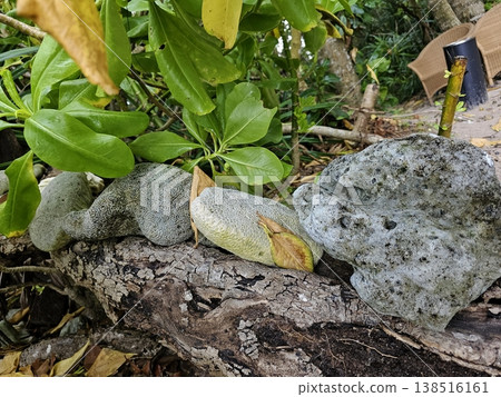 Close-up of weathered grey coral stones resting on tree roots alongside vibrant green foliage in a lush tropical Andaman Island garden setting. Close-up of weathered grey coral stones resting on tree roots alongside vibrant green foliage in a lush tropical Andaman Island garden setting. 138516161