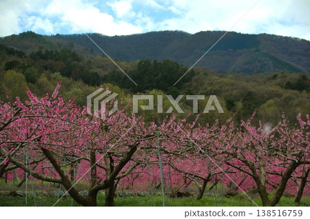花桃 花桃 138516759
