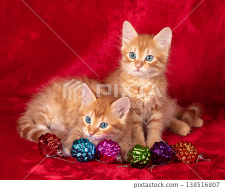 Two kittens lying on a red background with a Christmas decoration 138516807