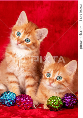 Two kittens lying on a red background with a Christmas decoration 138516808