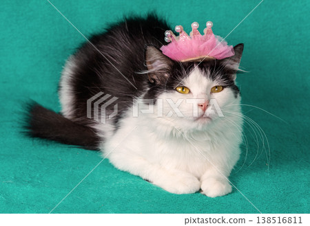 A beautiful black and white cat with a pink crown on its head against a green background. Christmas theme 138516811