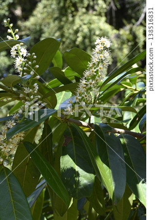Flowers of the European pine tree 138516831