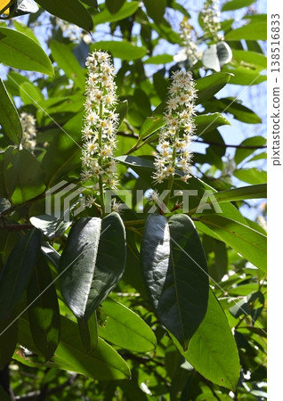 Flowers of the European pine tree Flowers of the European pine tree 138516833