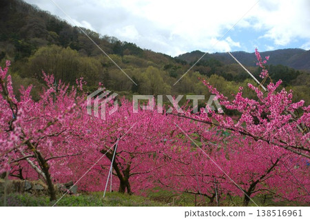 Peach Blossom Peach Blossom 138516961